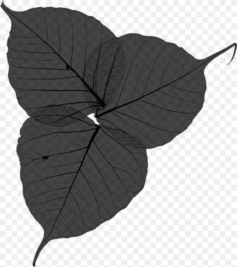 Leaf, PNG, 1200x1355px, Leaf, Anthurium, Beech, Blackandwhite, Botany Download Free
