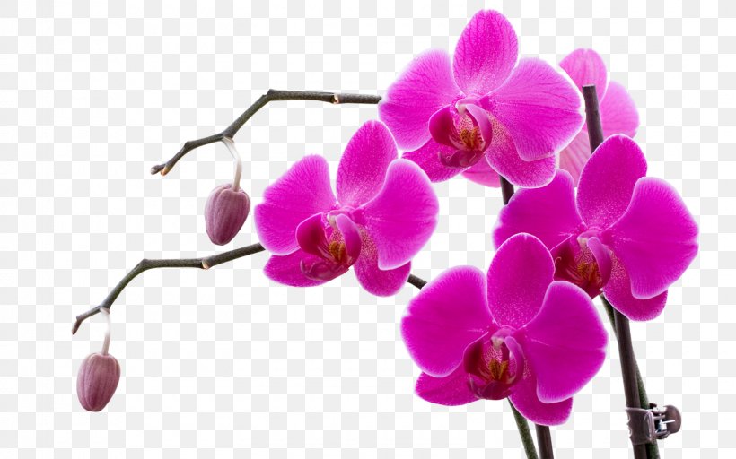 Orchids Doritaenopsis Purple Flower Violet, PNG, 1600x1000px, Orchids, American Orchid Society, Blossom, Branch, Color Download Free