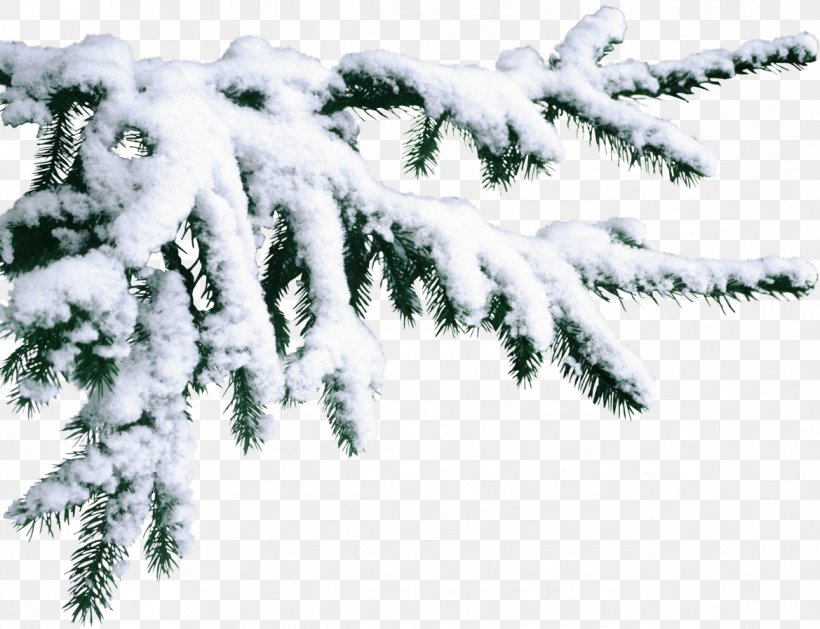 Pine Santa Claus Christmas Snow, PNG, 1169x897px, Pine, Branch, Christmas, Christmas Tree, Conifer Download Free