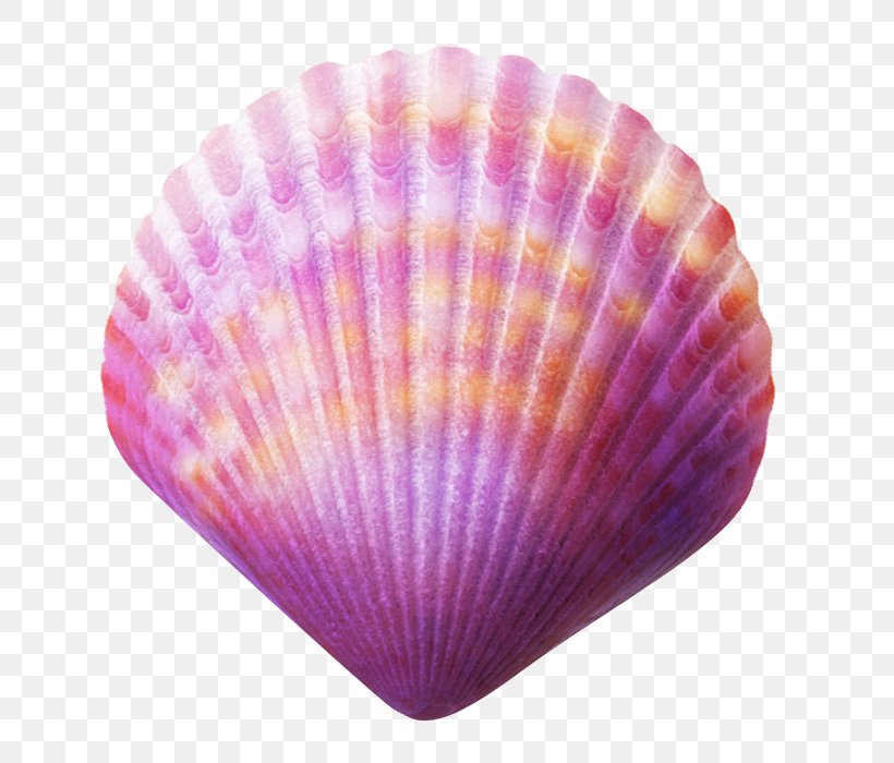 Pink Background, PNG, 700x700px, Seashell, Bivalve, Blue, Clam, Cockle Download Free