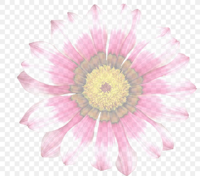 Pink Flowers Stock.xchng Common Daisy Image, PNG, 800x720px, Flower, Chrysanths, Common Daisy, Cut Flowers, Daisy Download Free