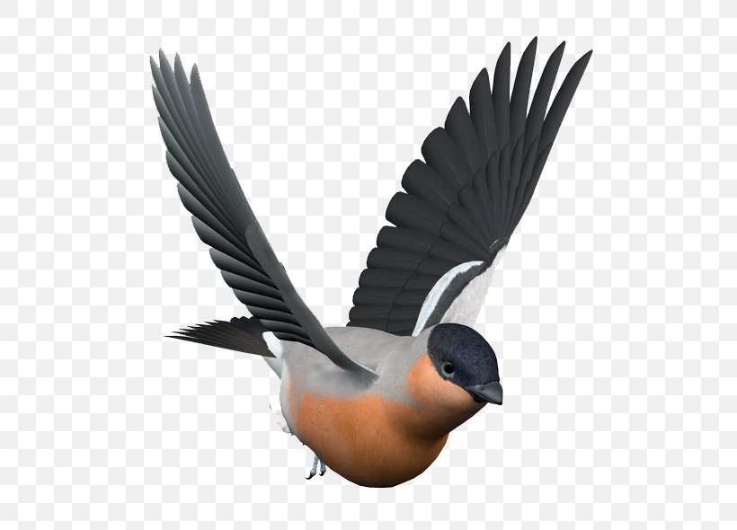 Bird Parrot Passerine Flight, PNG, 600x590px, Bird, Beak, Eurasian Magpie, European Swallow, Feather Download Free