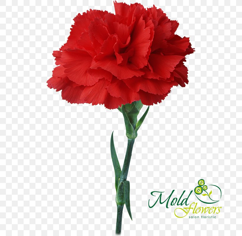 Carnation Light Flower Bouquet Red, PNG, 800x800px, Carnation, Annual Plant, Birth Flower, Blue, Cut Flowers Download Free