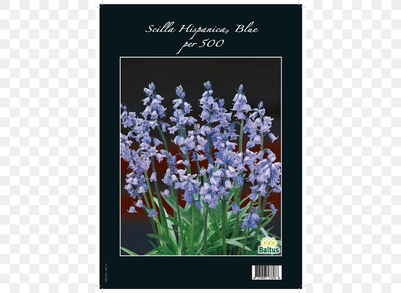 English Lavender Flora Hyacinth Spanish Bluebell Violet, PNG, 600x600px, English Lavender, Flora, Flower, Flowering Plant, Hyacinth Download Free