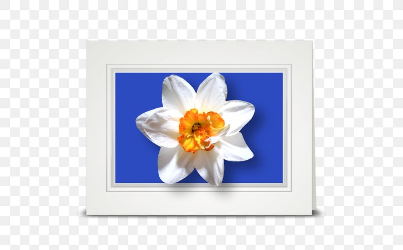 Flower Daffodil Petal Nautilidae Lilium, PNG, 510x510px, Flower, Chambered Nautilus, Cottage, Daffodil, Daylily Download Free