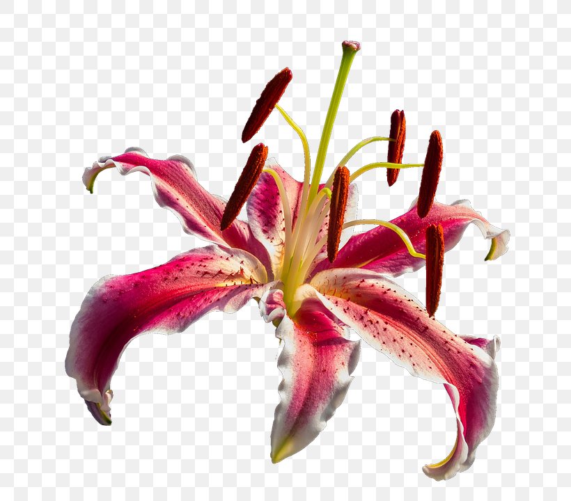 Flower Pixabay Clip Art, PNG, 762x720px, Flower, Amaryllis Belladonna, Daylily, Flora, Flowering Plant Download Free