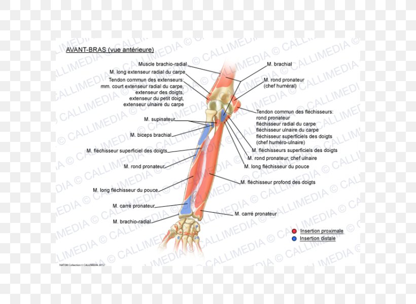 Forearm Extensor Carpi Radialis Brevis Muscle Muscular System Extensor Digitorum Muscle, PNG, 600x600px, Watercolor, Cartoon, Flower, Frame, Heart Download Free
