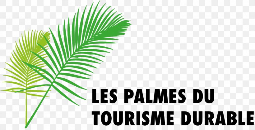 Palm Trees Plant Stem Leaf Font Line, PNG, 1140x584px, Palm Trees, Arecales, Grass, Green, Leaf Download Free