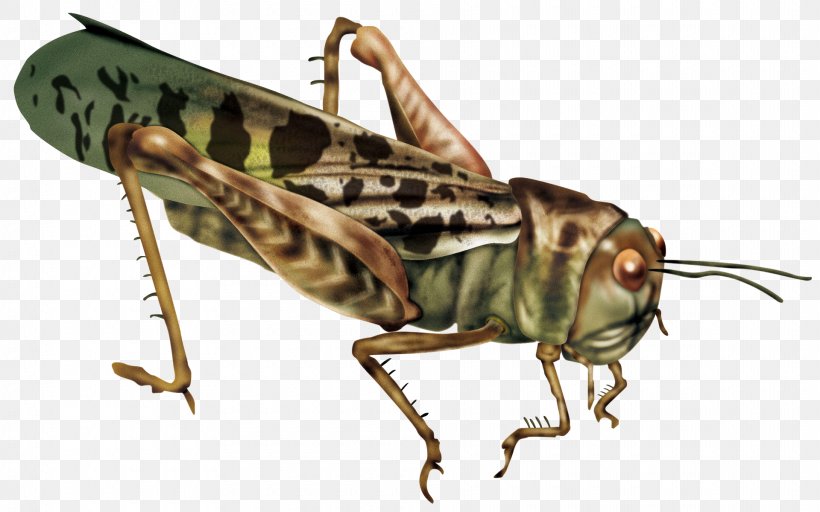 Caelifera Insect Locust Wallpaper, PNG, 1920x1200px, Caelifera, Arthropod, Bush Crickets, Cricket Like Insect, Fauna Download Free