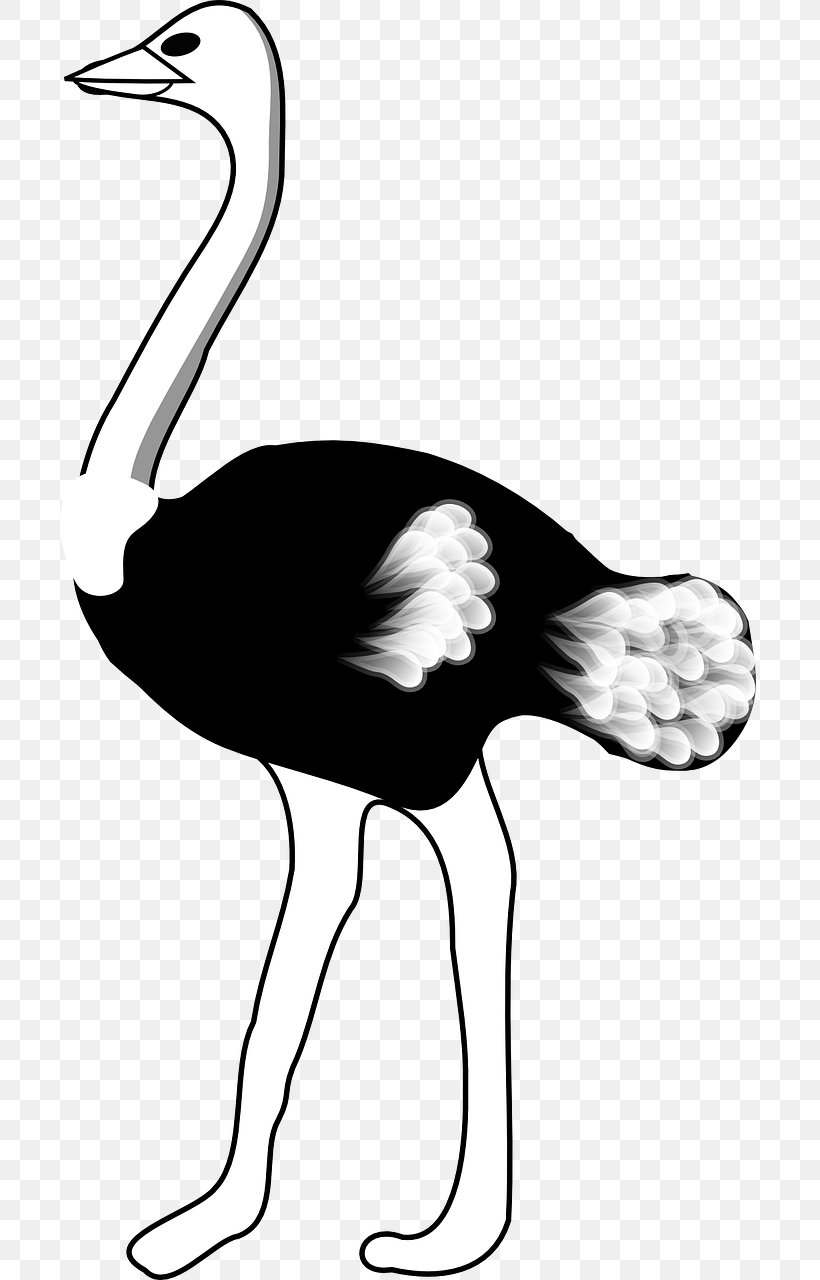 Common Ostrich Bird Clip Art, PNG, 700x1280px, Common Ostrich, Beak, Bird, Black And White, Blog Download Free