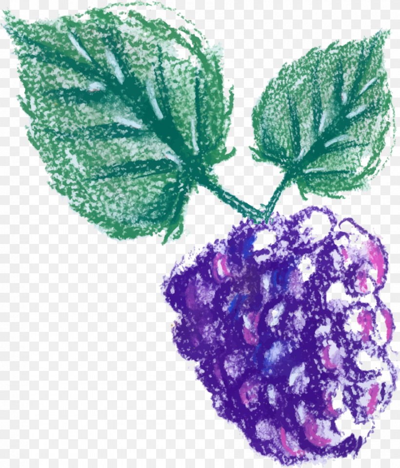 Grape Leaves Purple Leaf, PNG, 900x1053px, Grape, Auglis, Flower, Fruit, Google Images Download Free