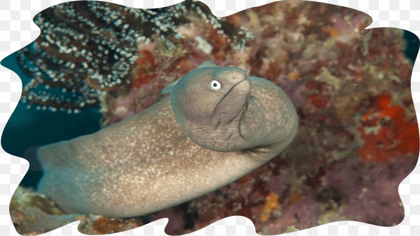 Mabul Island Sipadan Moray Eel Giant Moray Fish, PNG, 1280x720px, Mabul Island, Coral, Coral Reef, Eel, Fish Download Free