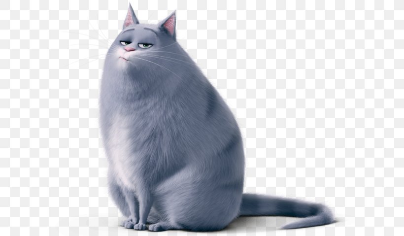 Cat Chloe Snowball Gidget Pomeranian, PNG, 624x479px, Cat, Carnivoran, Cat Like Mammal, Chartreux, Dog Download Free