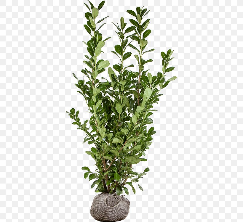 Cherry Laurel Evergreen Bay Laurel Plant Shrub, PNG, 376x750px, Cherry Laurel, Bay Laurel, Branch, Evergreen, Fertilisers Download Free