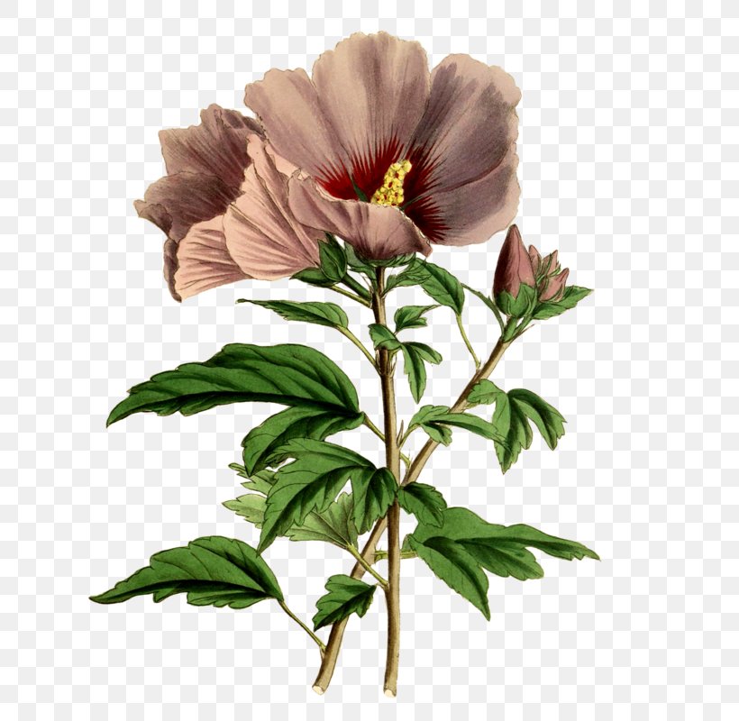 Common Hibiscus Botany Marsh Mallow Cross-stitch Shoeblackplant, PNG, 635x800px, Common Hibiscus, Annual Plant, Botanical Illustration, Botany, Crossstitch Download Free