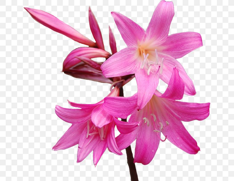 Cut Flowers Belladonna Jersey Lily Plants, PNG, 656x635px, Flower, Amaryllis, Amaryllis Belladonna, Amaryllis Family, Asia Download Free