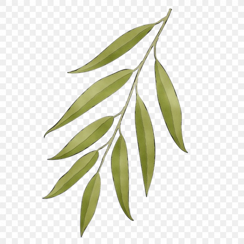 Leaf Plant Stem Branching, PNG, 1044x1044px, Leaf, Branch, Branching, Eucalyptus, Flower Download Free