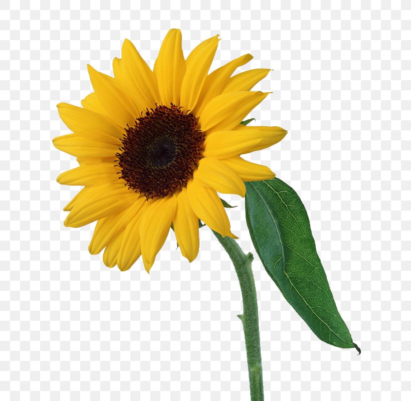 Light Common Sunflower, PNG, 800x800px, Light, Common Sunflower, Coreldraw, Cut Flowers, Daisy Family Download Free