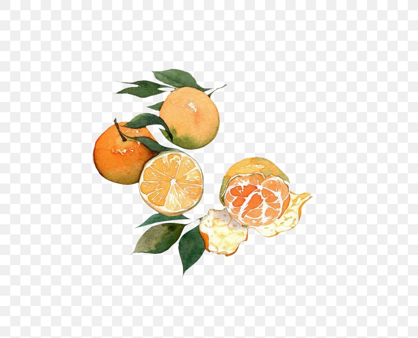 Mandarin Orange Fruit Watercolor Painting Auglis, PNG, 600x663px, Mandarin Orange, Auglis, Bitter Orange, Citric Acid, Citrus Download Free