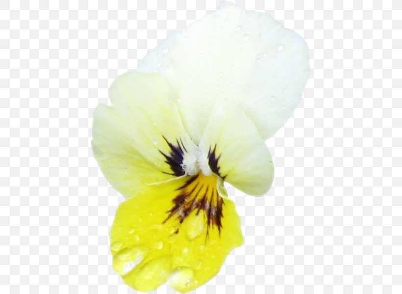 Pansy Close-up, PNG, 450x599px, Pansy, Close Up, Closeup, Flower, Flowering Plant Download Free