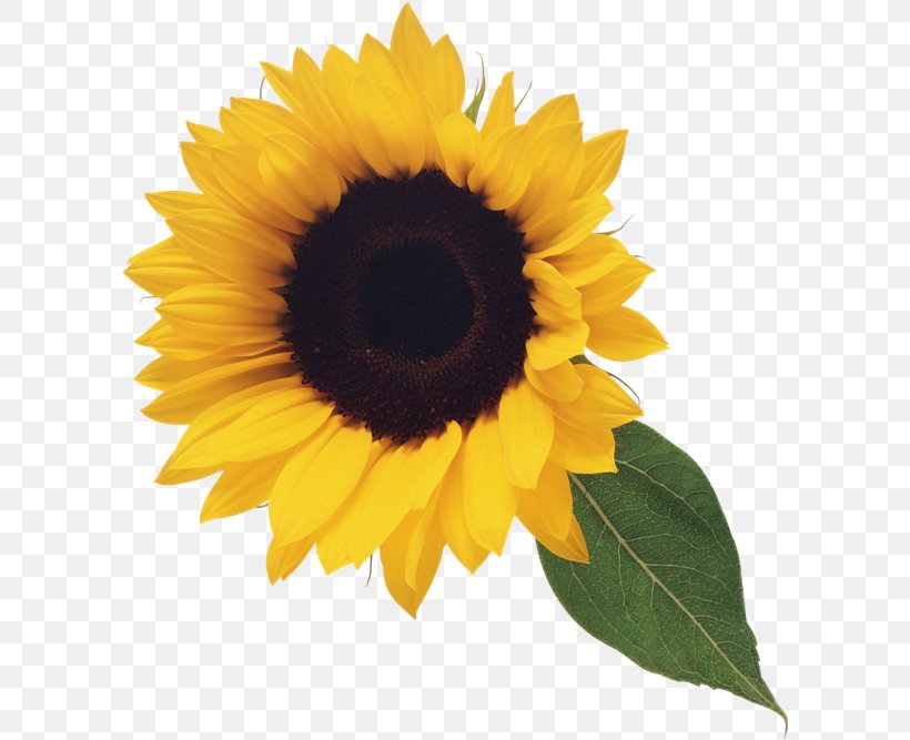 Common Sunflower Free Content Download Clip Art, PNG, 600x667px, Common Sunflower, Daisy Family, Flower, Flowering Plant, Free Content Download Free