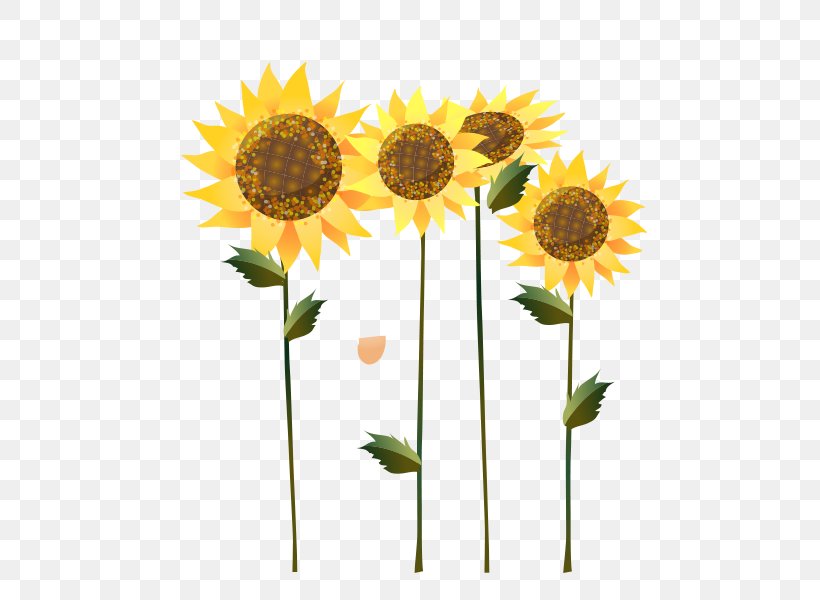 Common Sunflower Sunflower Seed Sunflower Oil Illustration, PNG, 600x600px, Common Sunflower, Daisy Family, Drawing, Floral Design, Floristry Download Free