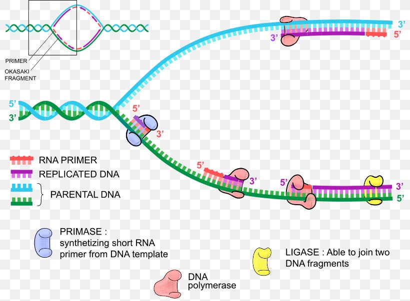DNA Replication DNA Polymerase Primer, PNG, 800x603px, Dna Replication, Area, Biology, Body Jewelry, Brand Download Free