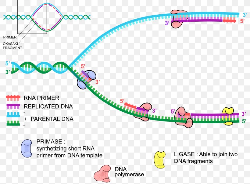 dna-replication-dna-polymerase-primer-png-800x603px-dna-replication