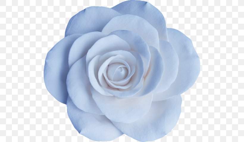 Garden Roses Blue Rose Centifolia Roses Floribunda Flower, PNG, 527x480px, Garden Roses, Author, Blue, Blue Rose, Camellia Download Free