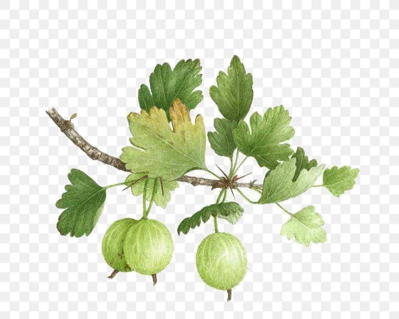 Gooseberry Watercolor Painting Botanical Illustration Botany, PNG, 817x656px, Gooseberry, Art, Botanical Illustration, Botany, Branch Download Free