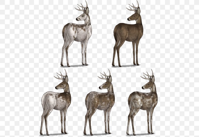 Reindeer Arctic Fox Musk Deers Springbok, PNG, 500x566px, Reindeer, Animal, Antelope, Antler, Arctic Download Free
