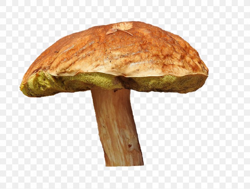 Edible Mushroom Penny Bun Fungus Bay Bolete, PNG, 950x720px, Edible Mushroom, Bay Bolete, Boletus Edulis, Common Mushroom, Food Download Free