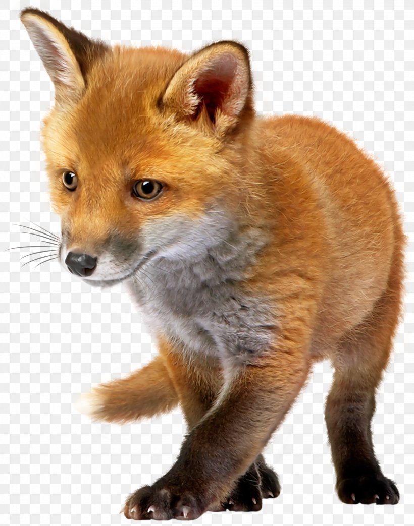 Fox Infant Clip Art, PNG, 1850x2355px, Fox, Carnivoran, Dhole, Dog Breed, Dog Like Mammal Download Free