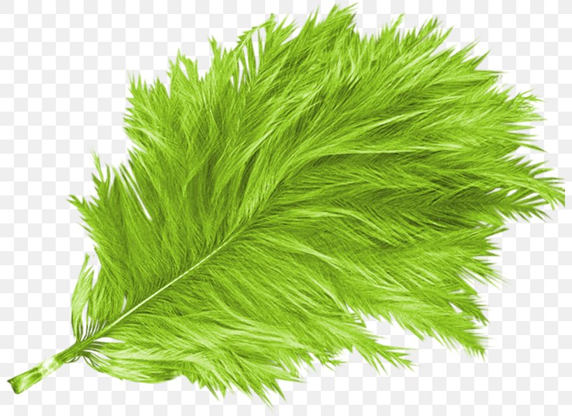 Bird Feather Green, PNG, 800x596px, Bird, Color, Data, Feather, Grass Download Free