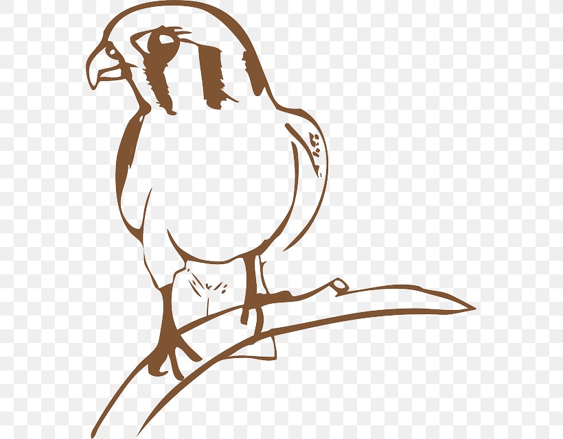 Falcon Download Clip Art, PNG, 569x640px, Falcon, Art, Artwork, Beak, Bird Download Free