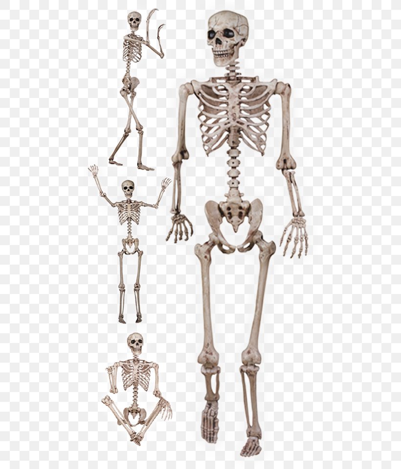 Human Skeleton Skull Bone The Skeletal And Muscular Systems, PNG, 480x957px, Human Skeleton, Body Jewelry, Bone, Foot, Halloween Download Free