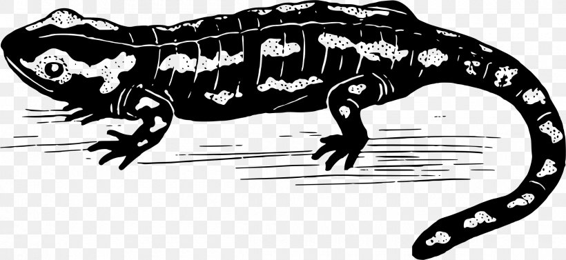 Salamander Tyrannosaurus Clip Art, PNG, 2400x1106px, Salamander, Art, Black And White, Blog, Carnivoran Download Free