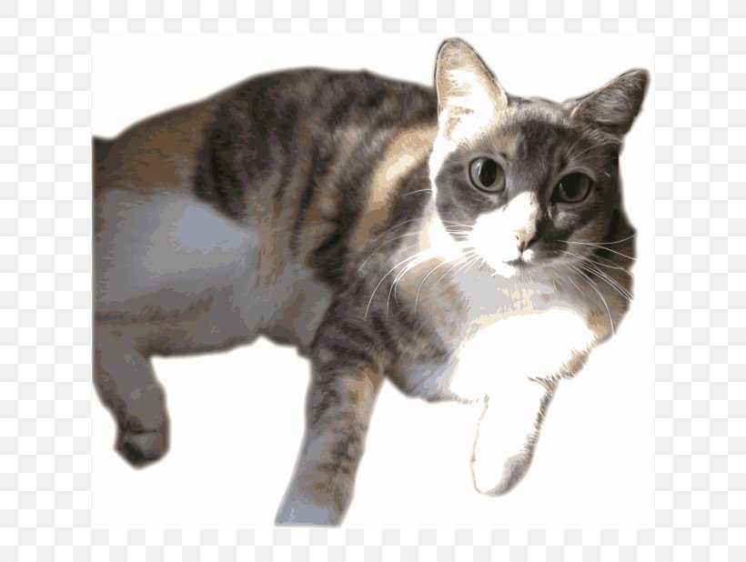 American Shorthair Whiskers American Wirehair European Shorthair Manx Cat, PNG, 800x618px, American Shorthair, American Wirehair, Asian, British Shorthair, Calico Cat Download Free