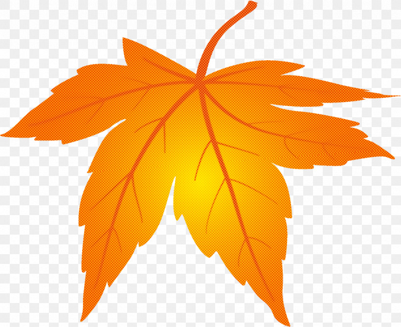 Maple Leaf Fallen Leaf Dead Leaf, PNG, 1024x836px, Maple Leaf, Autumn Leaf, Black Maple, Dead Leaf, Deciduous Download Free