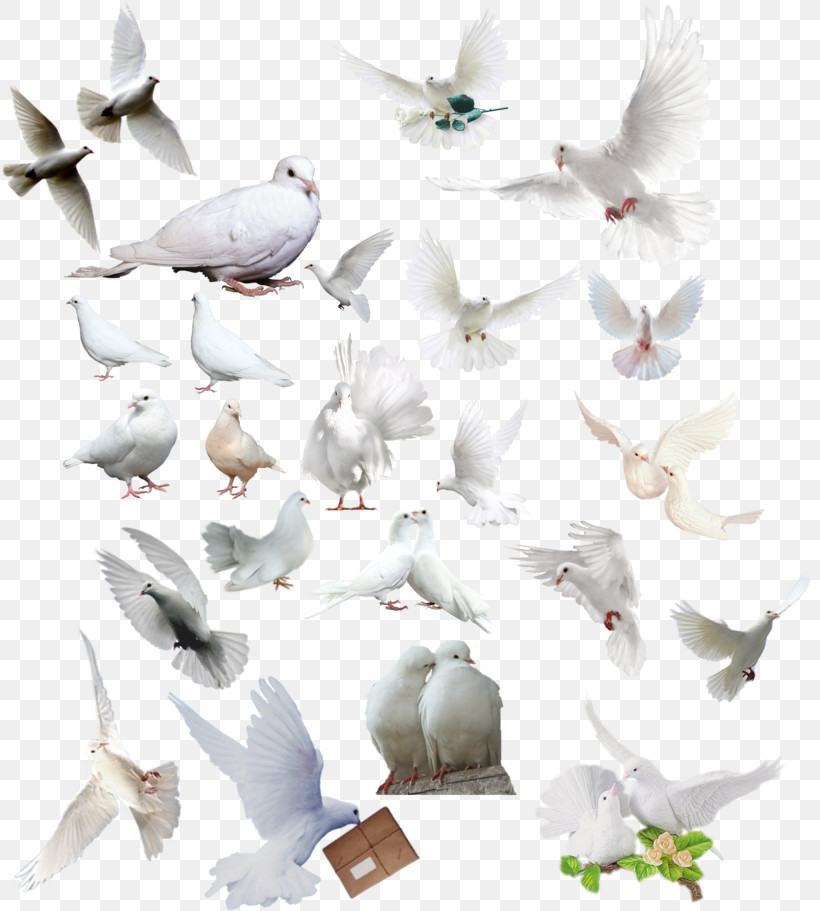 Bird Pigeons And Doves Gull Rock Dove Bird Migration, PNG, 819x911px, Bird, Animal Figure, Bird Migration, Flock, Gull Download Free