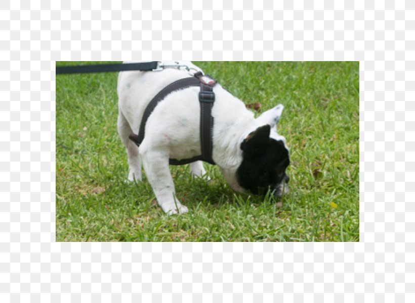 French Bulldog Dog Breed Snout, PNG, 600x600px, French Bulldog, Breed, Bulldog, Carnivoran, Dog Download Free