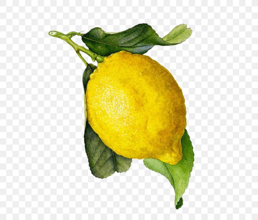 Juice Limoncello Lemon Watercolor Painting Botanical Illustration, PNG, 642x700px, Juice, Art, Auglis, Bitter Orange, Botanical Illustration Download Free