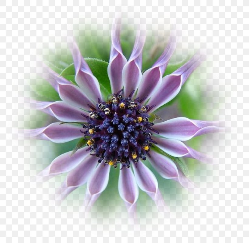 Super Flower Petal Paper Lilac, PNG, 800x801px, Flower, Annual Plant, Aster, Blog, Common Daisy Download Free