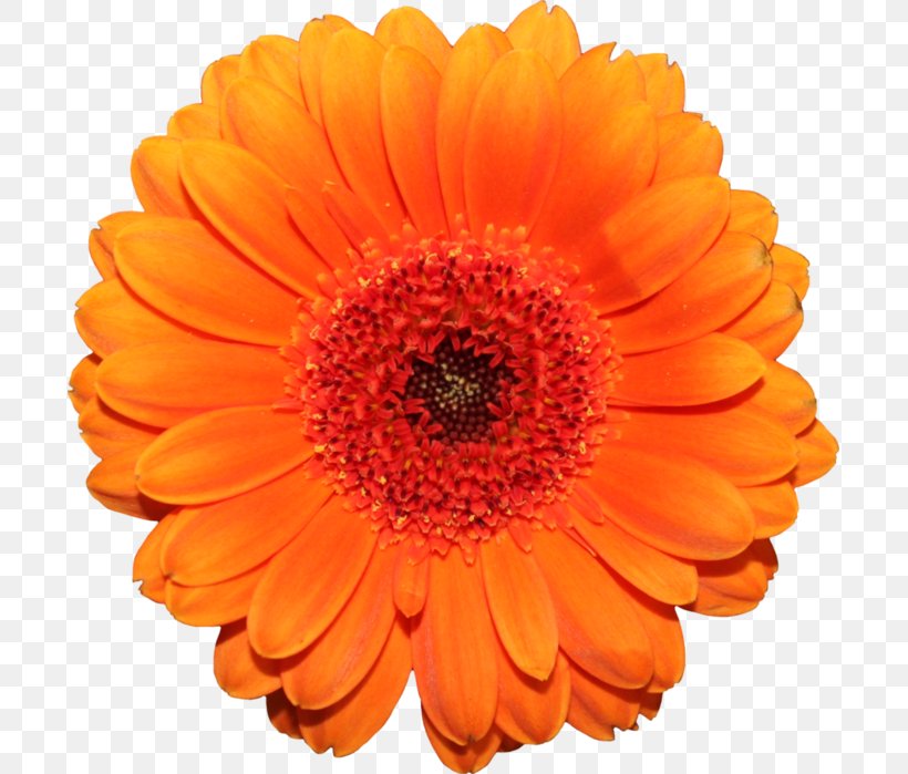 Transvaal Daisy Orange Cut Flowers, PNG, 697x699px, Transvaal Daisy, Annual Plant, Calendula, Chrysanthemum, Chrysanths Download Free