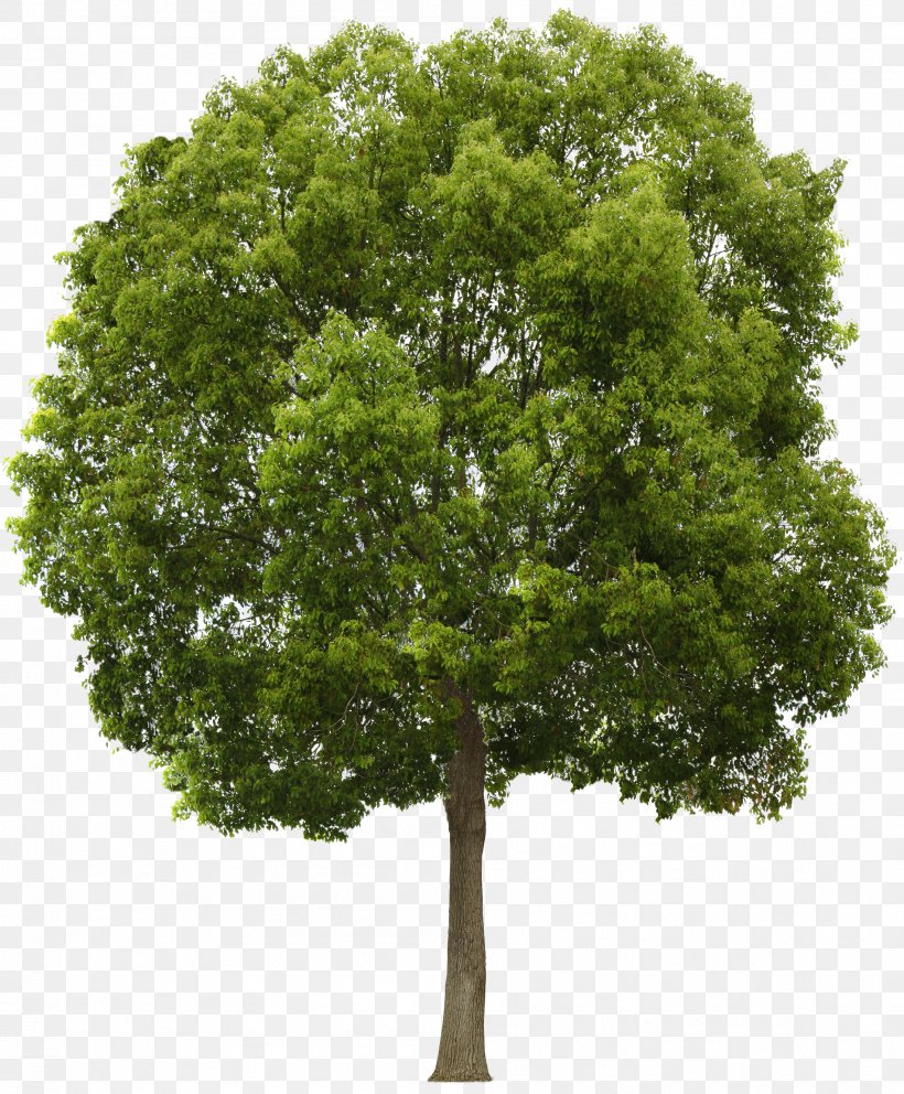 Tree Alpha Compositing Clip Art, PNG, 1903x2304px, Tree, Alpha Compositing, Branch, Evergreen, Image Resolution Download Free