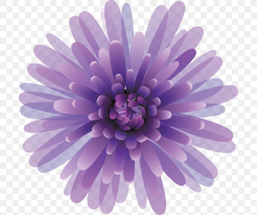 Chrysanthemum, PNG, 700x688px, Chrysanthemum, Aster, Chrysanths, Daisy Family, Flower Download Free