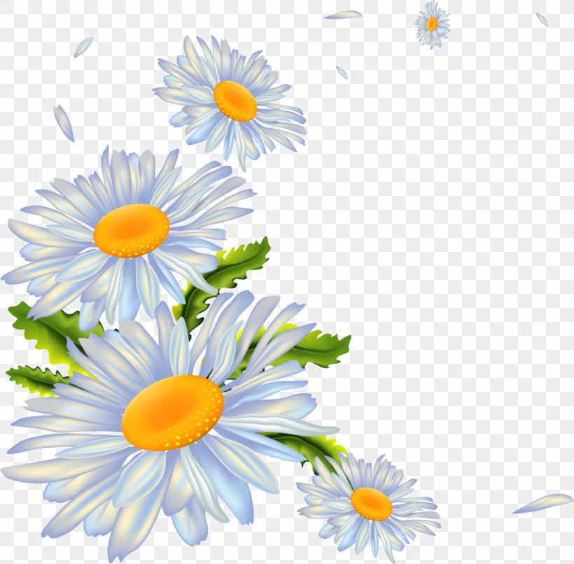 Chamomile, PNG, 1041x1024px, Ansichtkaart, Aster, Cartoon, Chamaemelum Nobile, Chrysanthemum Download Free