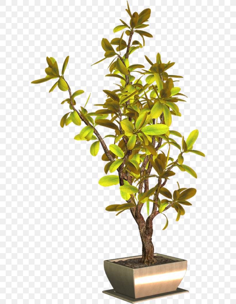 Sageretia Theezans Flowerpot Plant Clip Art, PNG, 609x1057px, Sageretia Theezans, Blog, Bonsai, Branch, Flowerpot Download Free