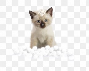 Siamese Cat Birman Balinese Cat Thai Cat Burmese Cat Png