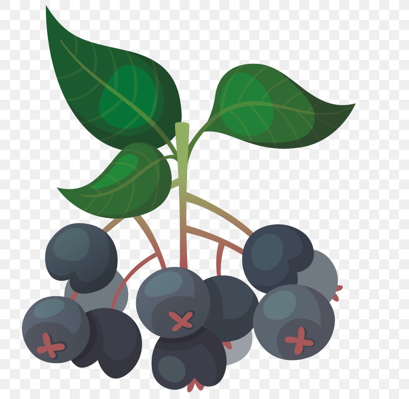 Bilberry Auglis Blueberry Fruit, PNG, 800x800px, Bilberry, Auglis, Berry, Blueberry, Chokeberry Download Free